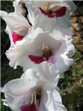 gladiola